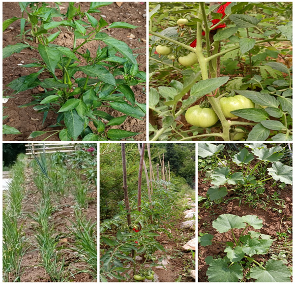 1655173124113210WDRd.jpg 菜園子建設.jpg